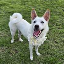 adopt-pet