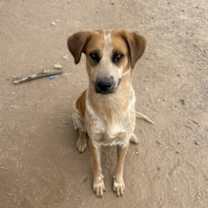 adopt-pet