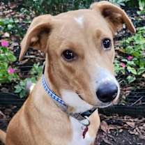 Thumbnail photo of CALEB #3