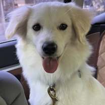 Thumbnail photo of Pansy #3