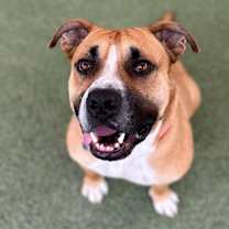 adopt-pet