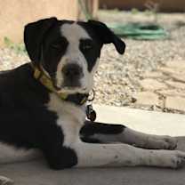 Thumbnail photo of Birdie #4