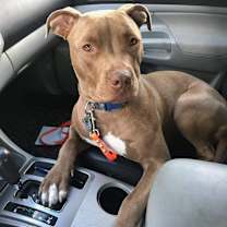 Thumbnail photo of Bo #1