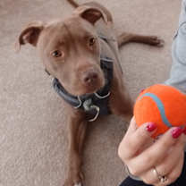 Thumbnail photo of Bo #4