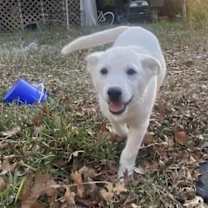 Thumbnail photo of Baymax #1