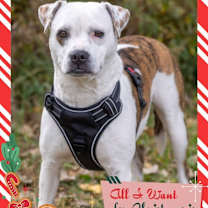 Thumbnail photo of Fairy #1