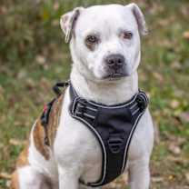 Thumbnail photo of Fairy #4