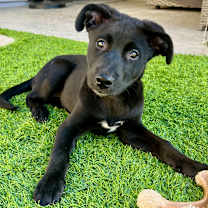 adopt-pet