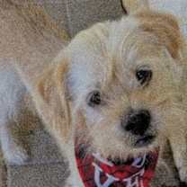 Thumbnail photo of Lucky #1