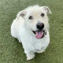 adopt-pet