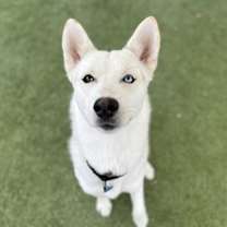 adopt-pet