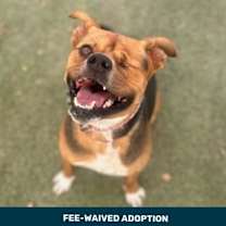 adopt-pet