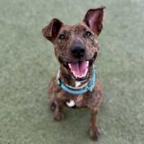 adopt-pet