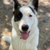 Thumbnail photo of Bert #3