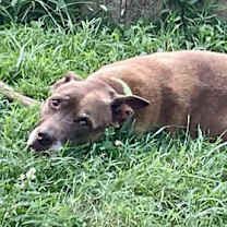 Thumbnail photo of Snooks #3