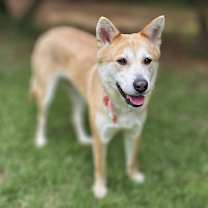 adopt-pet