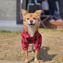 adopt-pet