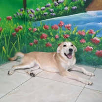 Thumbnail photo of Vienna (Mid-East) sm #2