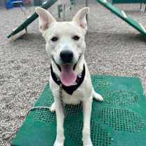 adopt-pet