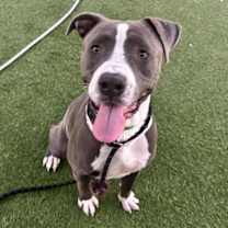 adopt-pet