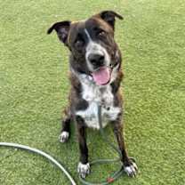 adopt-pet