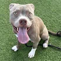 adopt-pet