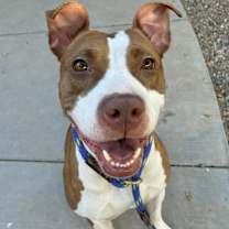adopt-pet