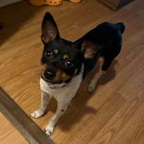 Thumbnail photo of Bruno #3