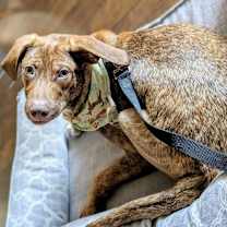 Thumbnail photo of Simon #1