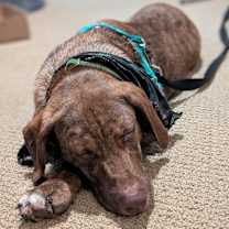 Thumbnail photo of Simon #2