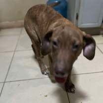 Thumbnail photo of Simon #3