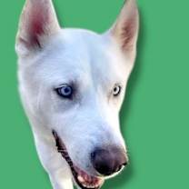 adopt-pet