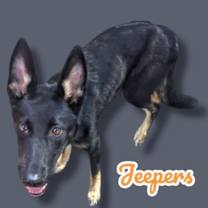 adopt-pet