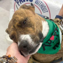 Thumbnail photo of Kona #2