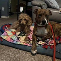 Thumbnail photo of Kona #3