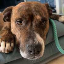 Thumbnail photo of Kona #4