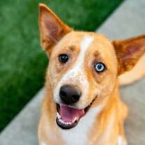 Thumbnail photo of Rowe #1