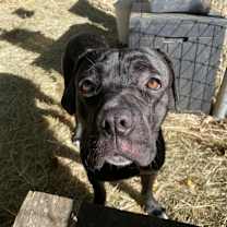 Thumbnail photo of Cracklewood #1