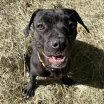 Thumbnail photo of Cracklewood #2