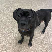 Thumbnail photo of Cracklewood #3