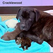 Thumbnail photo of Cracklewood #4