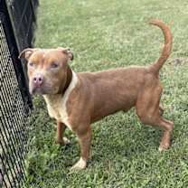 Thumbnail photo of 182700 Gobble #2