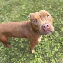 Thumbnail photo of 182700 Gobble #3