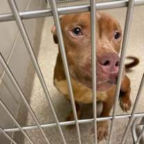 Thumbnail photo of 182700 Gobble #4