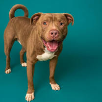 Thumbnail photo of Mur #3