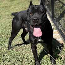 Thumbnail photo of 182775 Pluto #3