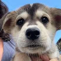 adopt-pet