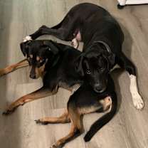 Thumbnail photo of Houston #1