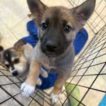 adopt-pet
