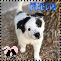 adopt-pet